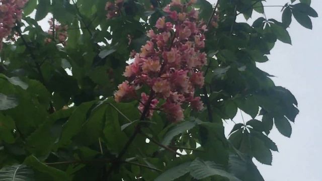 Розовый каштан ! Цветение смотреть онлайн