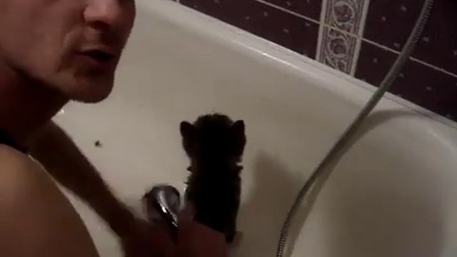 Как мыть кота) смотреть онлайн