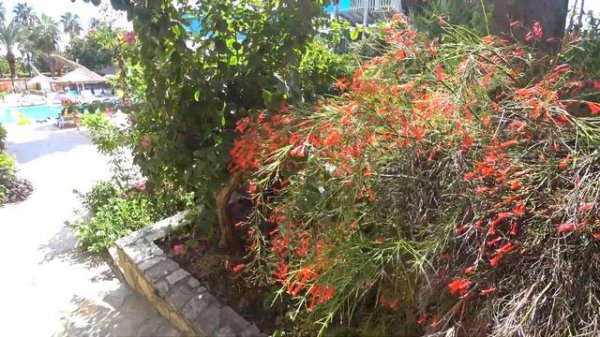 Green paradise beach hotel турция