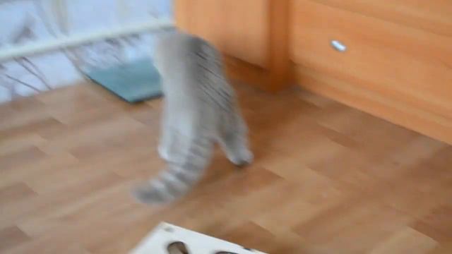 КИСЯ ГОНЯЕТ МЯЧИК НЕОБЫЧНАЯ НОВАЯ ИГРУШКА У НАШЕЙ ШЕРРИ смотреть онлайн