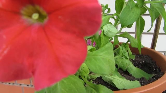 МАЙ(3ч) ВЫСАЖИВАНИЕ ПЕТУНИИ В КОНТЕЙНЕРЫ. смотреть онлайн