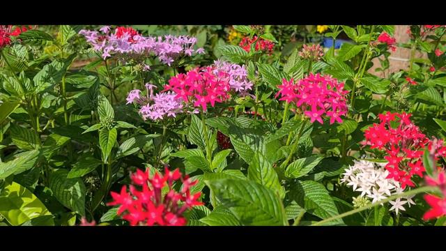 Pentas / 20+ varieties /care and propagation / home garden / മഴയത്തും വെയിലത്തും പൂക്കൾ കിട്ടാൻ смотреть онлайн