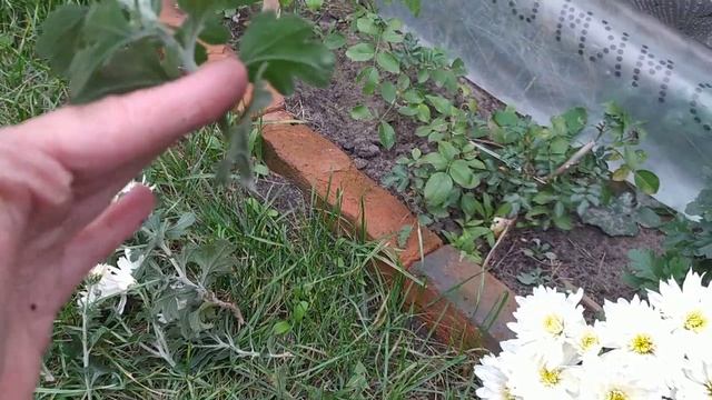 Осеннее черенкование хризантемы мультифлора. смотреть онлайн