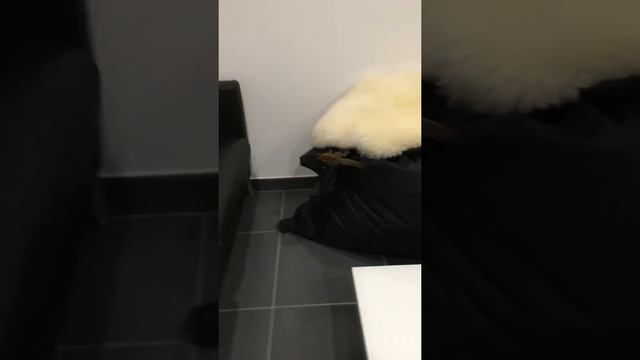Run squirrel, run! смотреть онлайн