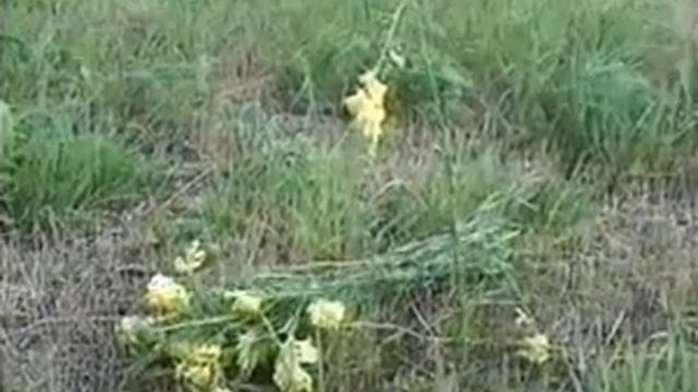 40 Льнянка Львиный зев смотреть онлайн