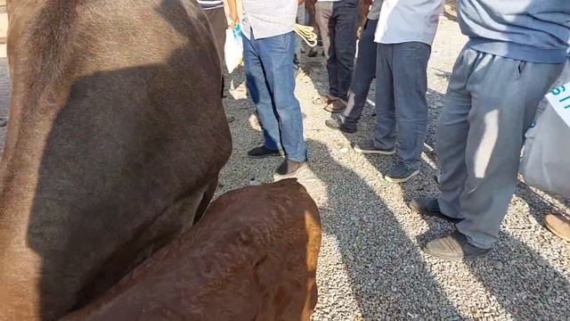 Tergachi Mol Bozori Sigirlar Va ģunajinlar Narhlari Bilan Tanishing 30.06.2023yil+99833.781.14.04