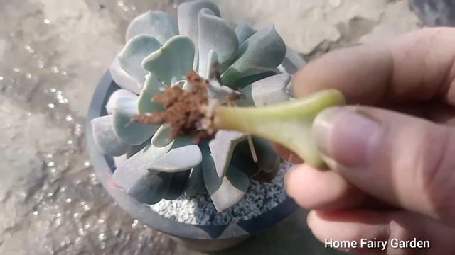 Echeveria Runyonni Plant Propagation/How To Propagate Echeveria Runyonni Plant/Home Fairy Garden смотреть онлайн