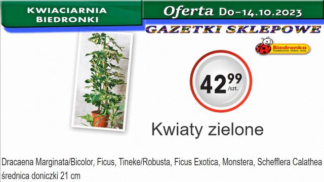 Biedronka | Kwiaciarnia Biedronki Nowa Oferta Od 12.10.2023 | Kwiatowe Inspiracje Biedronki