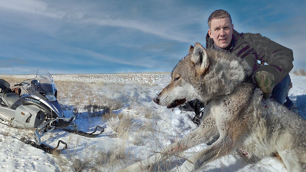 По следу МАТЕРОГО ВОЛКА.охота на волков!(часть 2)wolf hunting смотреть онлайн
