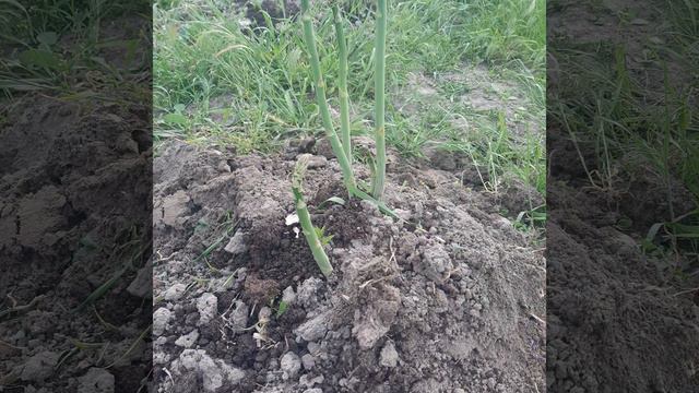 Спаржа.Как обрезать спаржу#shortsyoutube#аsparagus