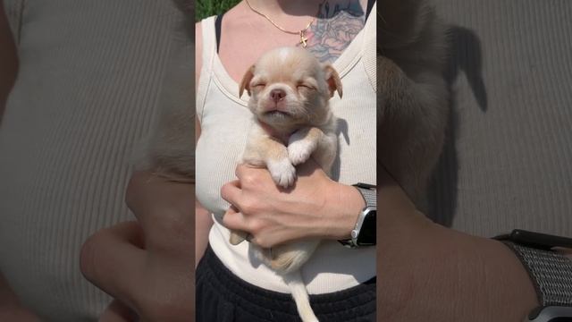 БЕЛО КРЕМОВЫЙ #чихуахуа +79215950848 #buypuppysellchihua #chihuahualove #купитьчихуахуа #продающенк смотреть онлайн