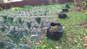 Неудачная посадка в мешки-короба. Минусы и плюсы огорода в мешках. Огород в мешках своими руками