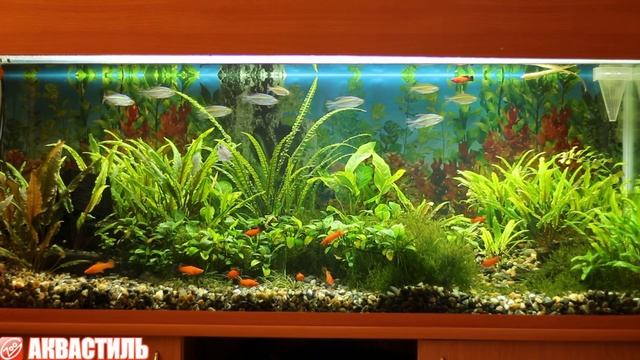 Аквариум травник, населенный Тетрой Конго и Меченосцами. Оформление аквариума. Аквариумистика. смотреть онлайн