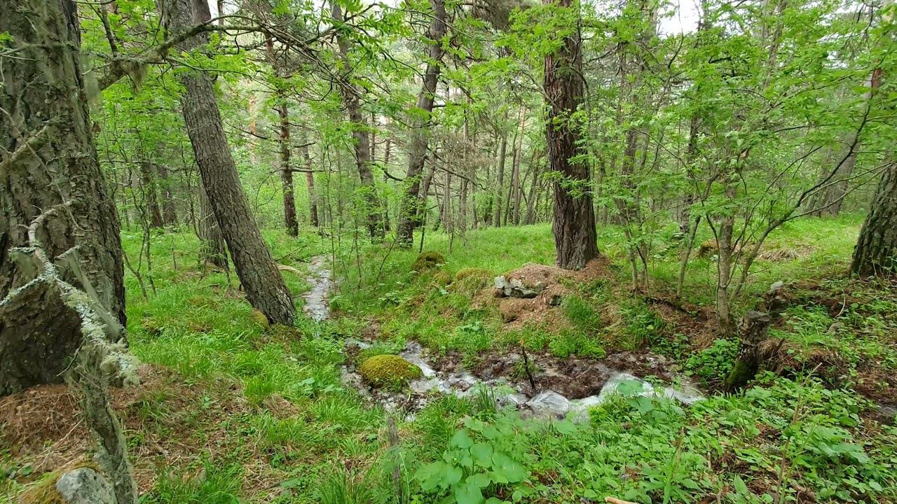Birdsong By The Stream In The Pine Forest