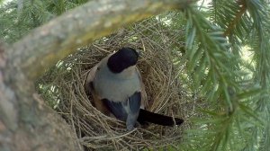 гнездо снегиря на елке