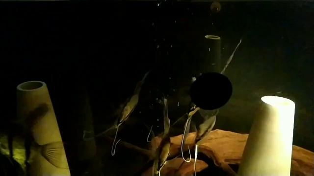 Кормление аквариумной рыбы. Живой корм. смотреть онлайн