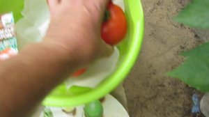 Томат Медвежья Кровь из своих семян!