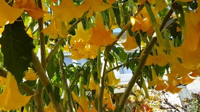 Небывалое цветение датуры #datura в ноябре 2020 смотреть онлайн