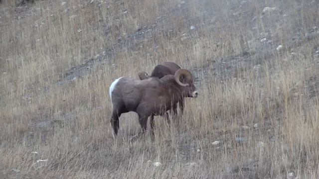 Epic Canadian Rockies Bighorn Ram Battle смотреть онлайн