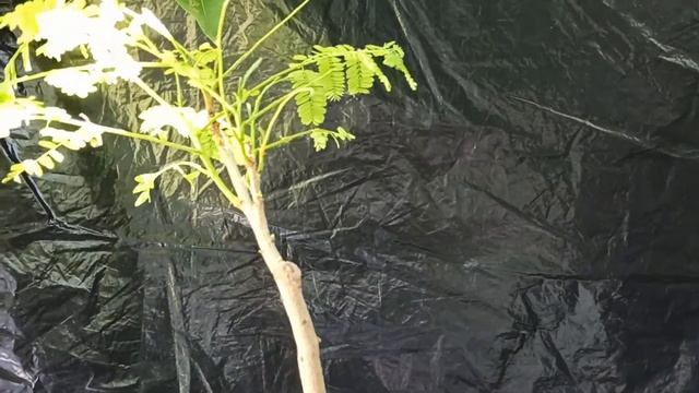 Получила ветвление на Делониксе Королевском по секретному методу коллеги смотреть онлайн