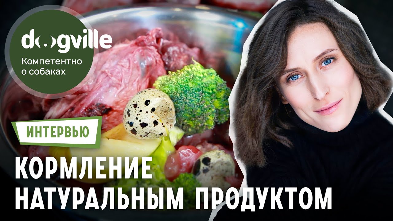 Натуральное кормление собаки – Интервью с владелицей Лабрадоров смотреть онлайн