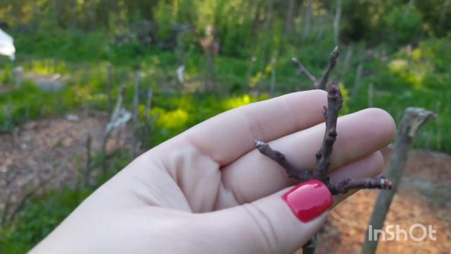 Что мы сажаем по ночам и как мы искали воду смотреть онлайн