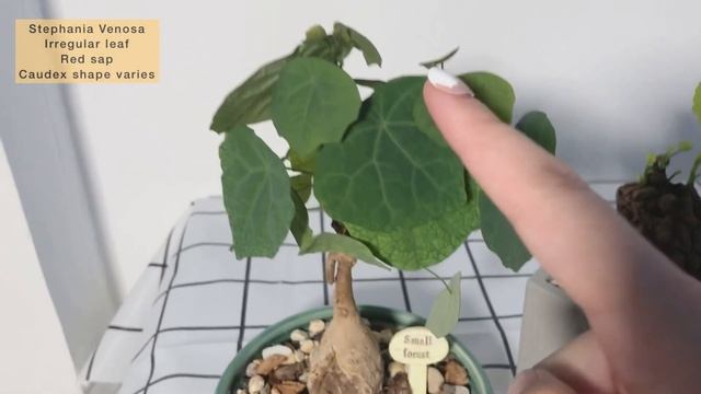 2021 Stephania Collection, They Are Seriously Not Potatoes ? Stephania Erecta, Stephania Nova