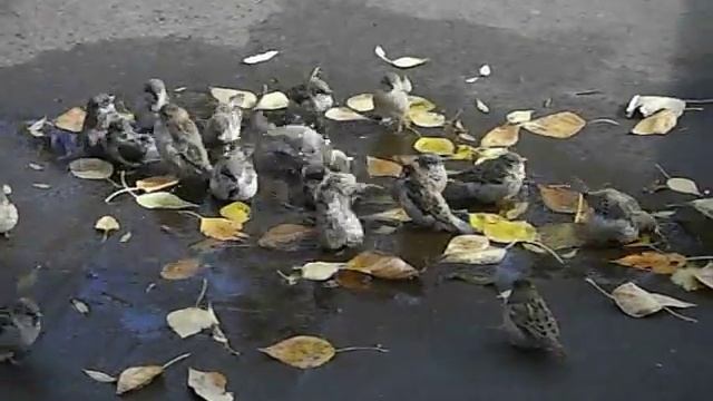 У воробьев банный день смотреть онлайн