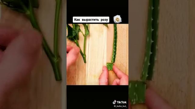 Сажаем розу сами дома смотреть онлайн