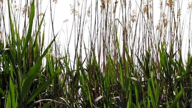 Камышевка тростниковая смотреть онлайн