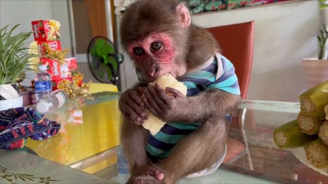 Monkey Sun And Dad Boiled Sweet Corn To Eat!
