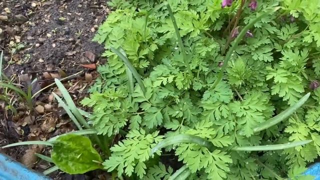 ЛАВАШ С ФОРЕЛЬЮ, ЗАПОЛНЯЮ УПАКОВКИ ИЗ-ПОД ЯИЦ, НО ЛУК ПОСАЖЕН, / РЕАЛЬНАЯ ЖИЗНЬ В РОССИИ смотреть онлайн