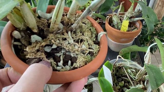 Обзор , посадка и условия содержания Cattleya Walkeriana и Cattleya Nobilior