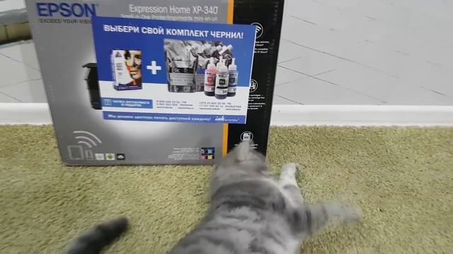 КОТЕНОК В КЛЕТКЕ - вся история. Как рос КОТ МАКС сборник смотреть онлайн