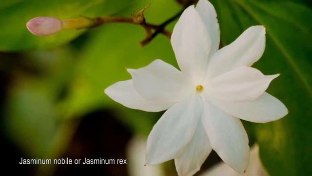 Fragrant Plants: Jasmine varieties - Top jasmine flower varieties смотреть онлайн