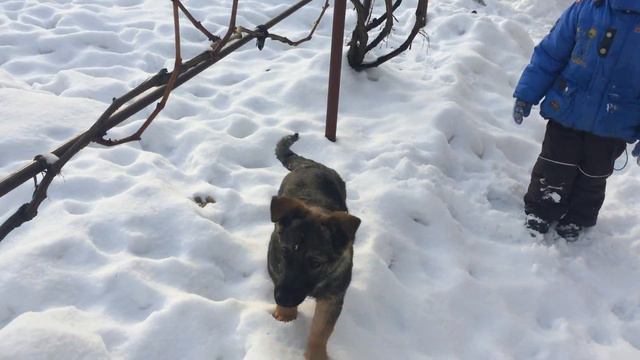 VLOG Кошачьи бои без правил Много голодных котов Гуляем во дворе Прощаемся смотреть онлайн