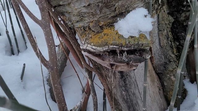 Tinder Fungus (Phellinus igniarius) смотреть онлайн