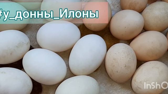 Отличие утинных яиц от куриных. смотреть онлайн