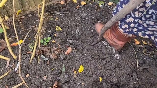 Я знаю что хотят мои дети ? Добралась до картошки