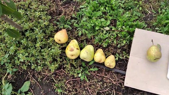 Груша Делвімор. смотреть онлайн