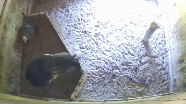 Another Egg-cellent California Condor Season At Oregon Zoo смотреть онлайн