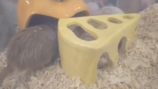 Мышки и сыр: настоящие гризли смотреть онлайн