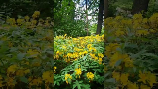 Японский садик. Ботанический сад. Москва