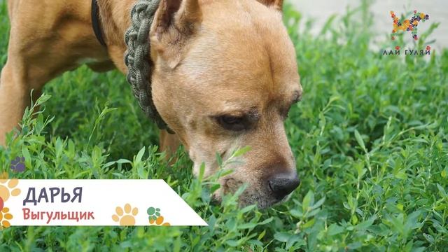 Лай Гуляй: Выгул вашей собаки смотреть онлайн