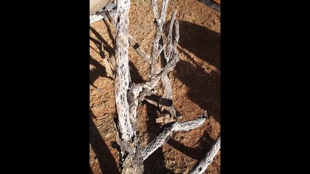Sunday Borderlands BioDiesel Drama!!! Wish you were here Camper J!!! смотреть онлайн