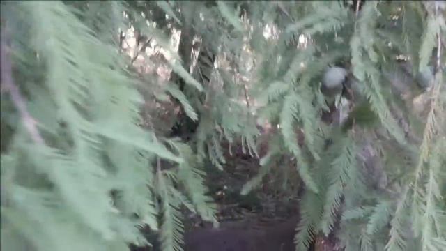 ВЯЗАЛОЧКИ-Дружим-Подружим))//Вязание сближает// Дендрарий// День третий, заключительный.... смотреть онлайн