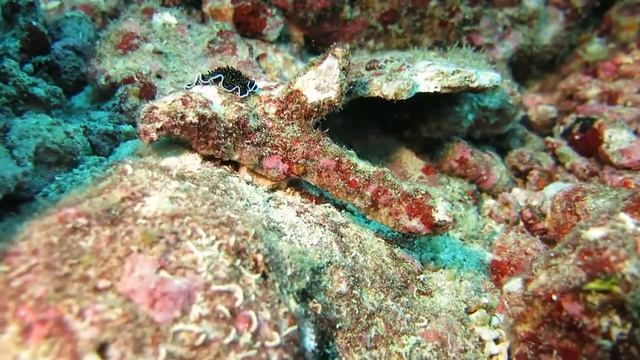 Шикарные плоские черви. смотреть онлайн