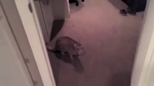 Недовольный котик смотреть онлайн