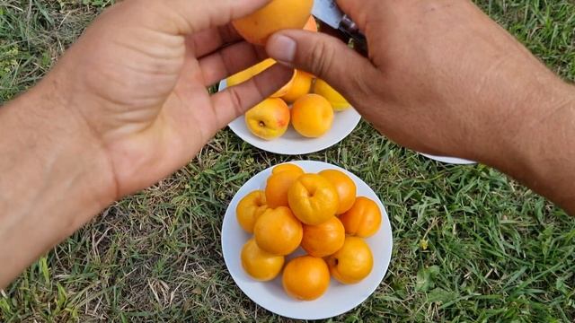 СЕРЕДНЬОПІЗДНІ СОРТИ АБРИКОСА. АЛЬБІНОВА / СЕЛЕНА / КРИМСКИЙ АМУР / АПРІУМ смотреть онлайн
