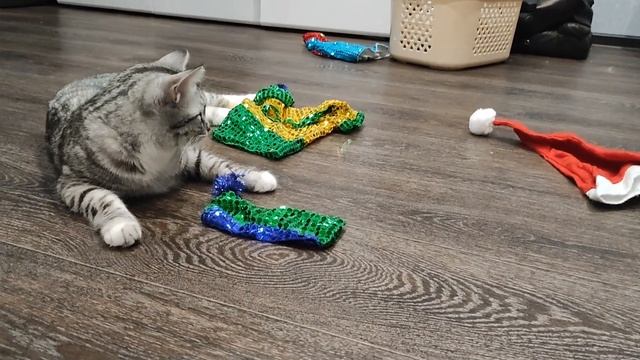 Кошка Ириска смешно реагирует на блестящий костюм. Кошка в костюмчике, наряд на Новый Год выбрали смотреть онлайн